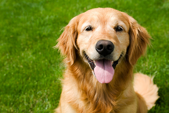 residential-kennels.jpg (128 KB)